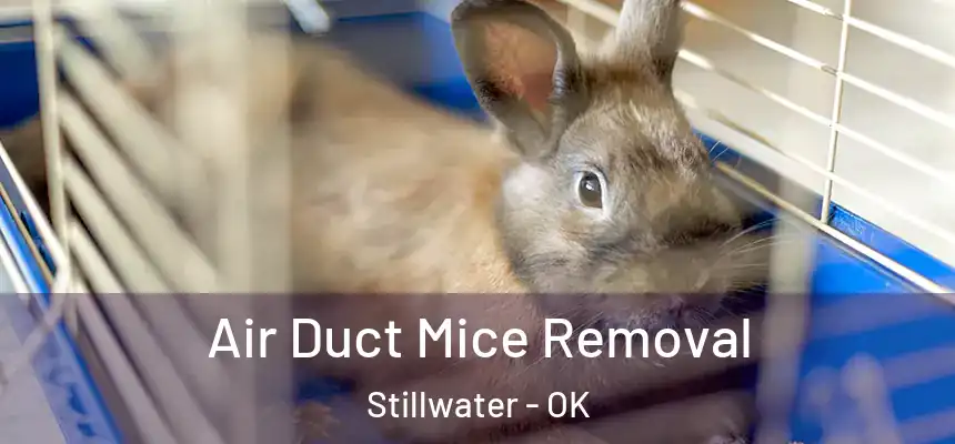  Air Duct Mice Removal Stillwater - OK